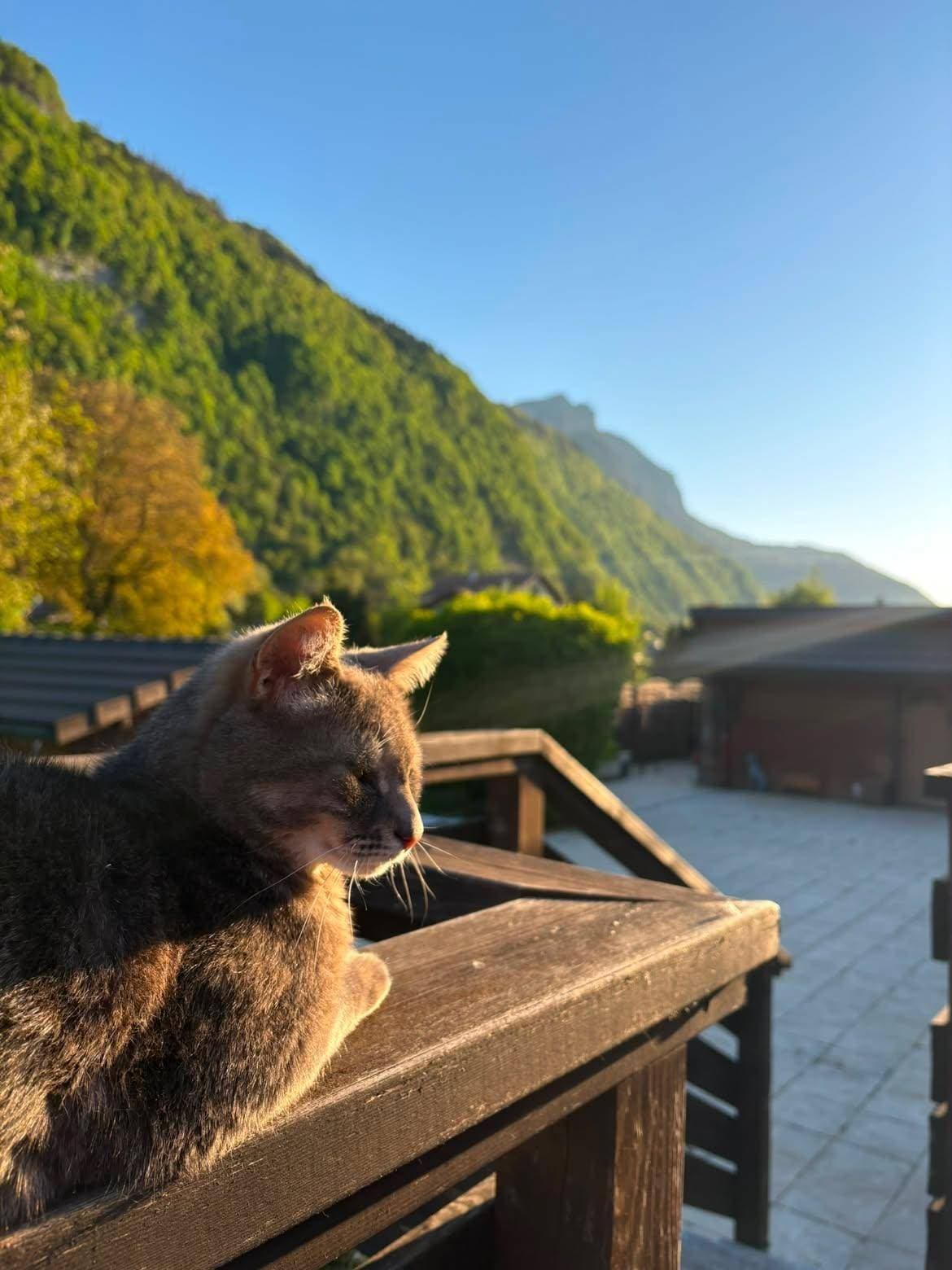 Un chat tigré allongé sur une rambarde en bois, au soleil, devant la montagne