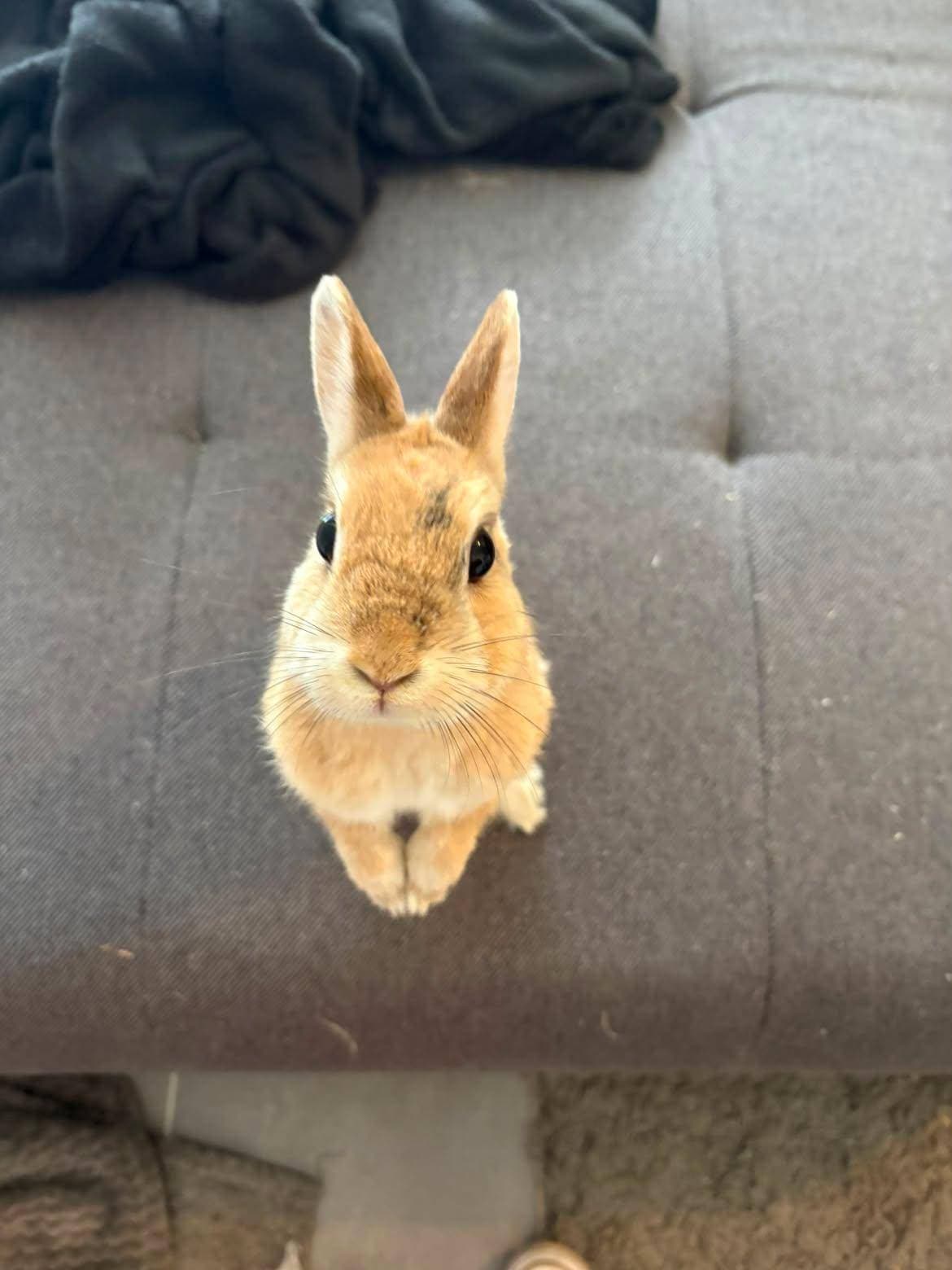 Un lapin roux assis sur un canapé, dressé vers l’objectif