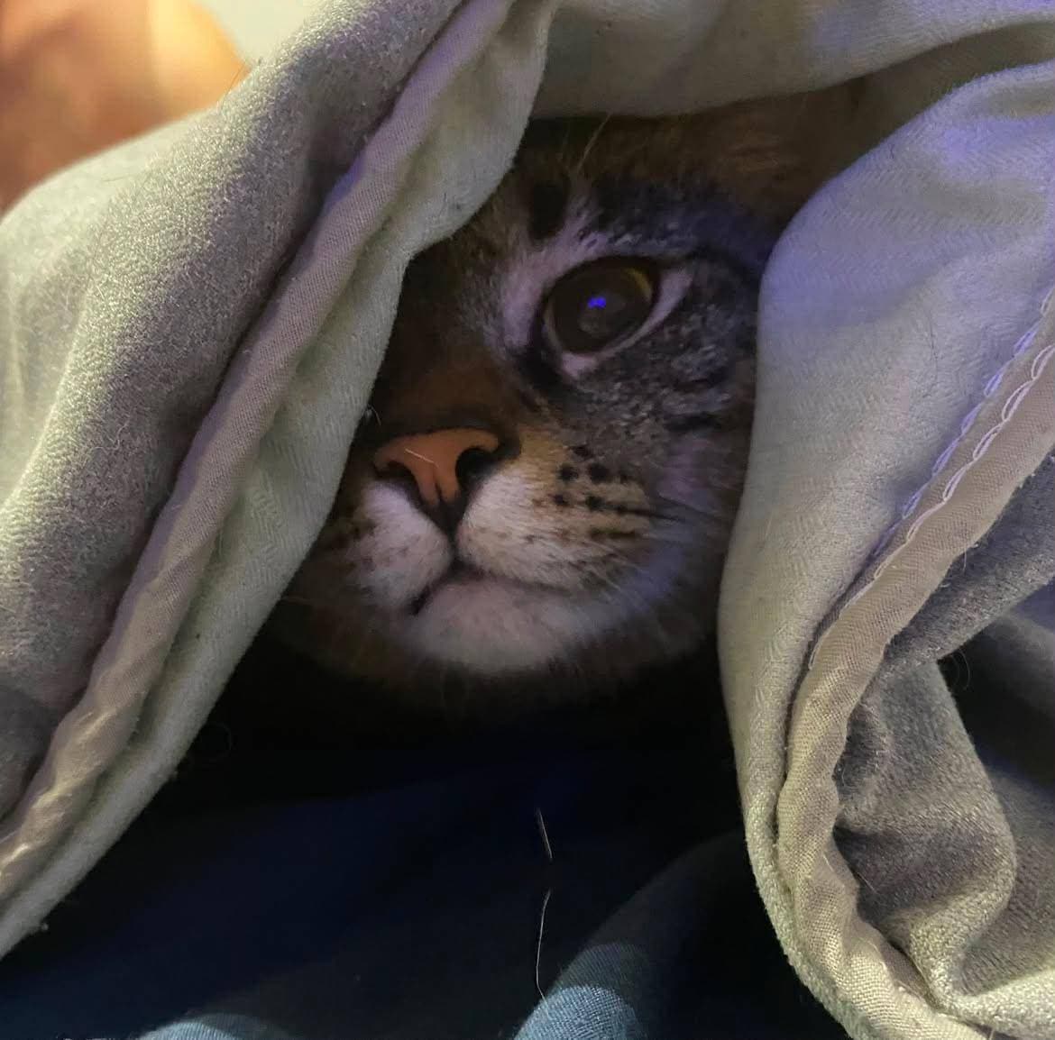 Un chat tigré glissé sous une couverture, un œil tourné vers l’objectif