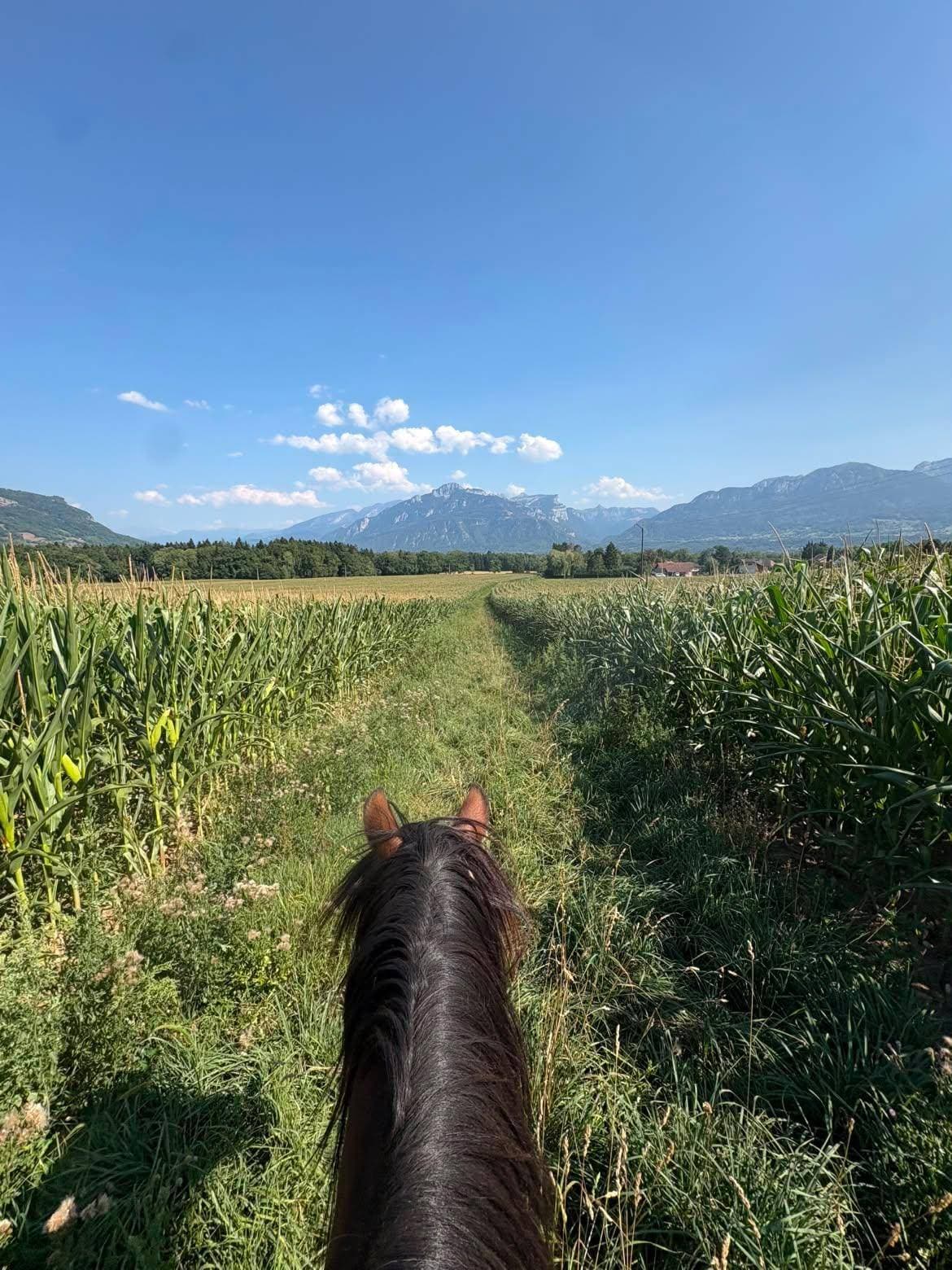 Vue depuis une balade à cheval, entre deux champs de maïs, face aux montagnes