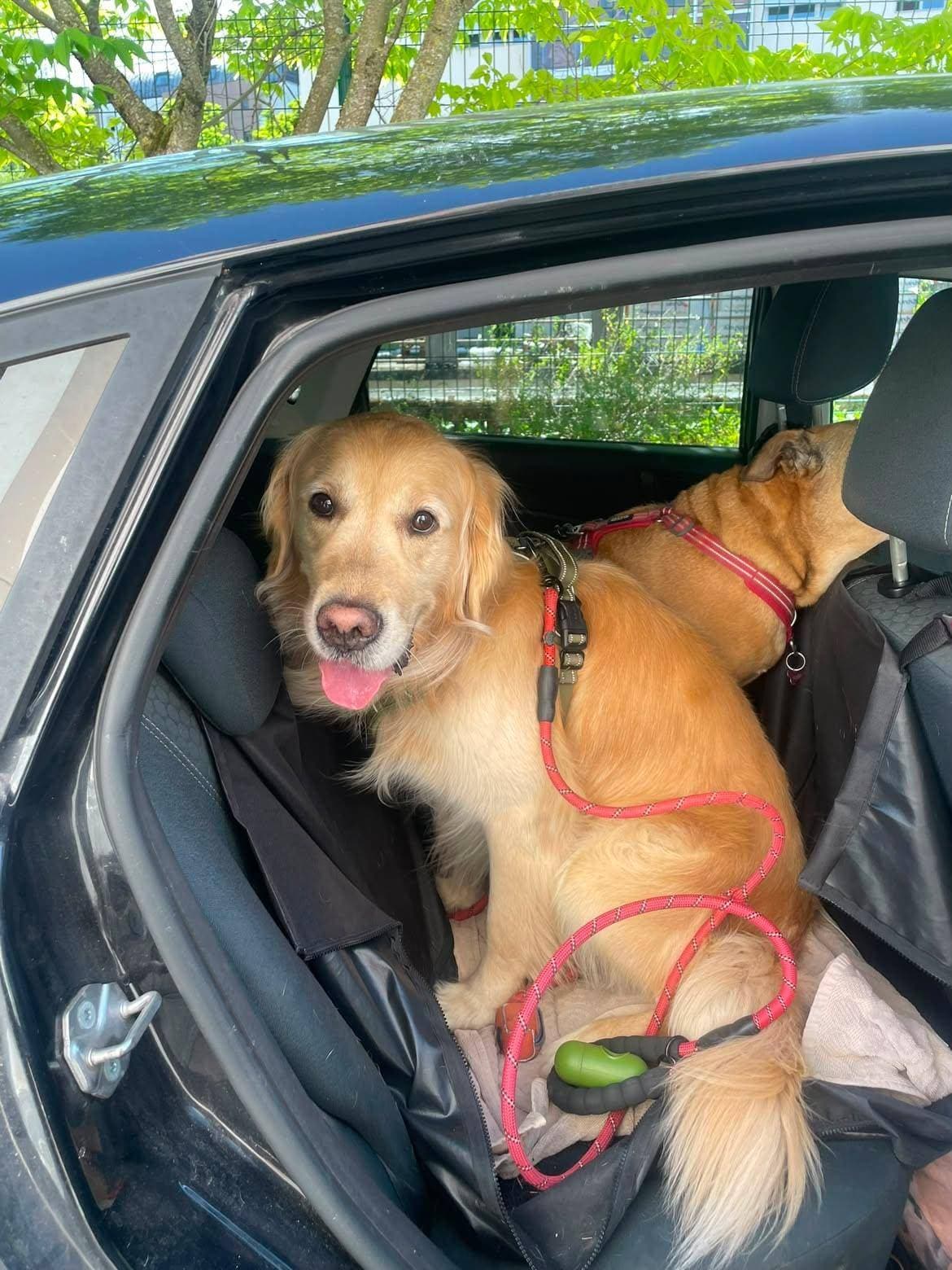 Un golden retriever harnaché, assis à l’arrière d’une voiture à côté d’un autre chien