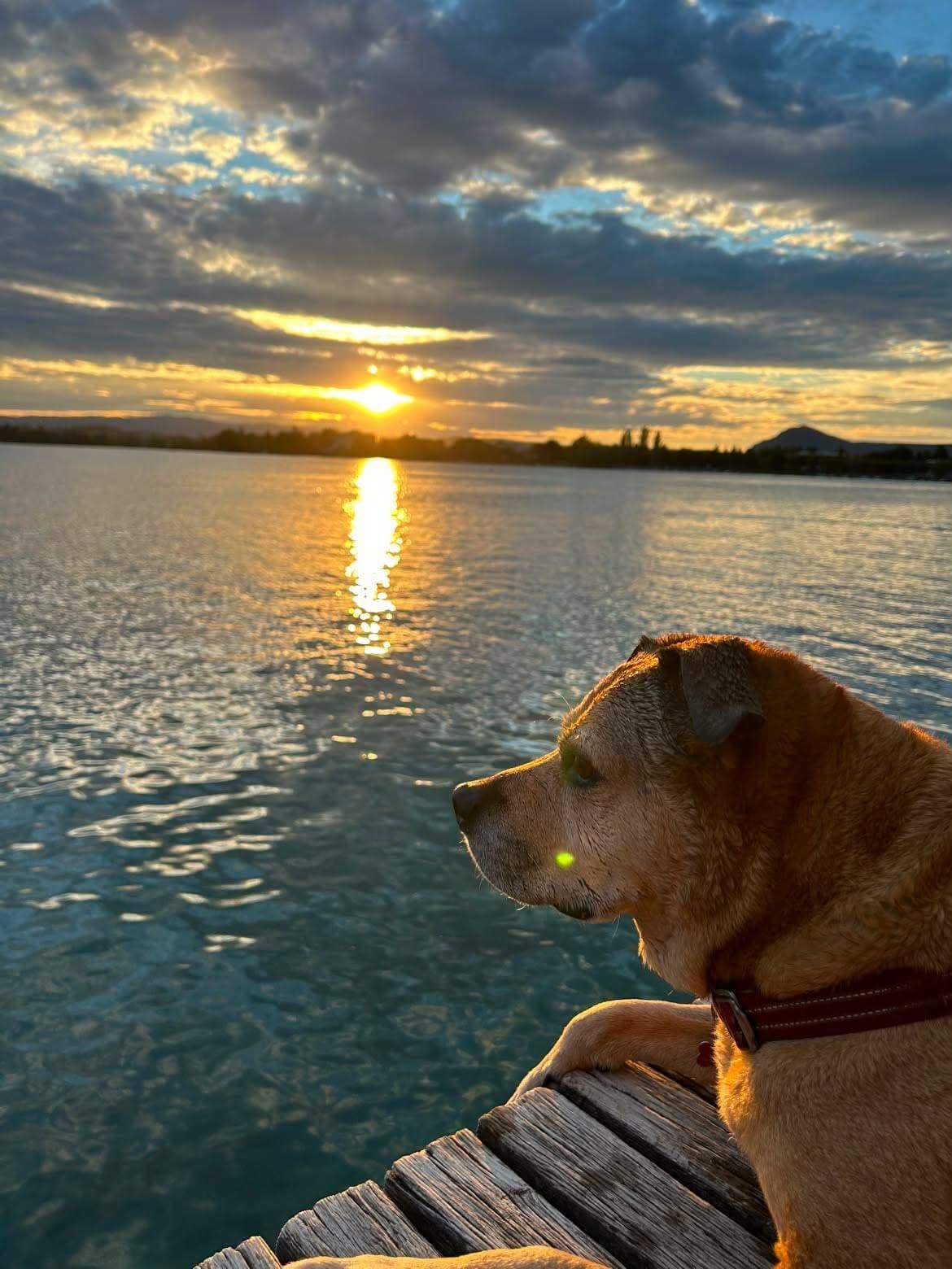 Un chien allongé au bord d’un ponton, face au soleil couchant sur un lac