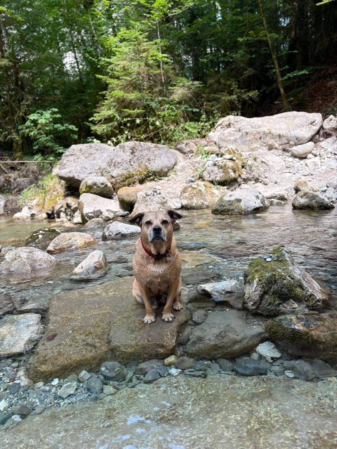 Un chien assis sur un rocher, au milieu d’un torrent de montagne